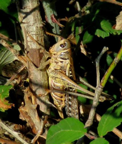 Réf. 209 973 : Decticus albifrons
